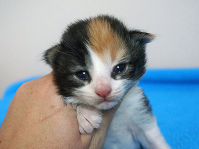 Giulietta, 2 weeks old