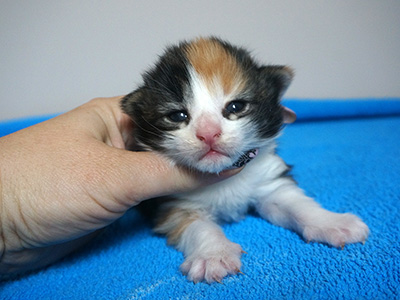 Giulietta, 2 weeks old