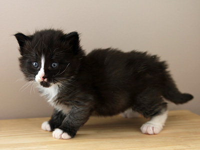 Ghost, 4 semaines