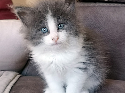 Gulliver, 5,5 semaines