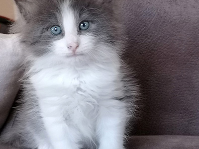 Gulliver, 5,5 semaines