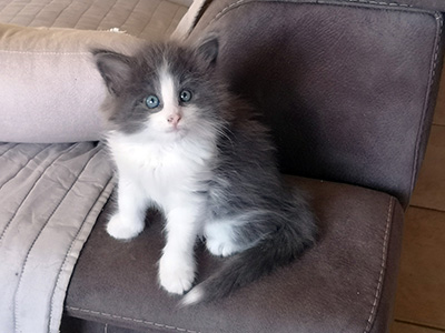 Gulliver, 5,5 semaines